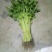香芹45cm以上常年供应永不断货