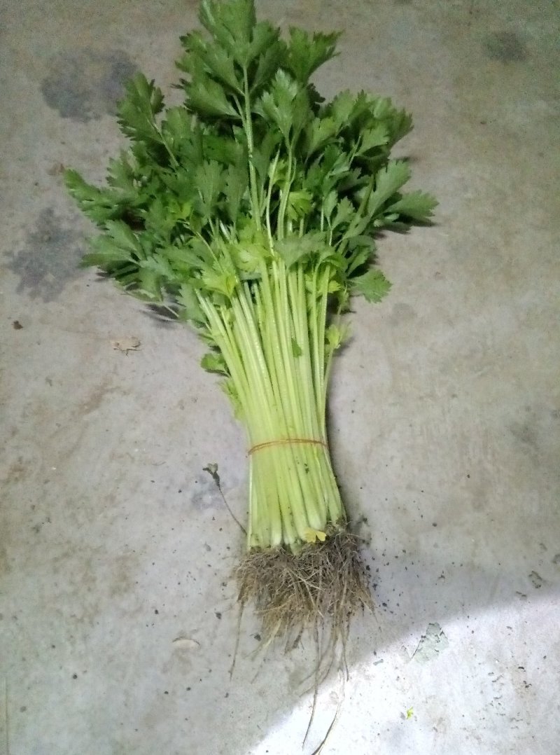 香芹45cm以上常年供应永不断货