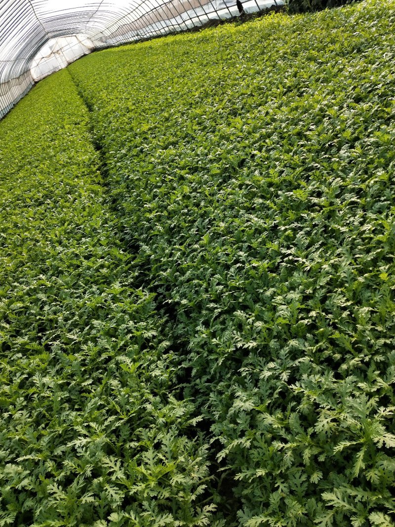香芹45cm以上常年供应永不断货