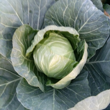 甘蓝，包菜1一2斤