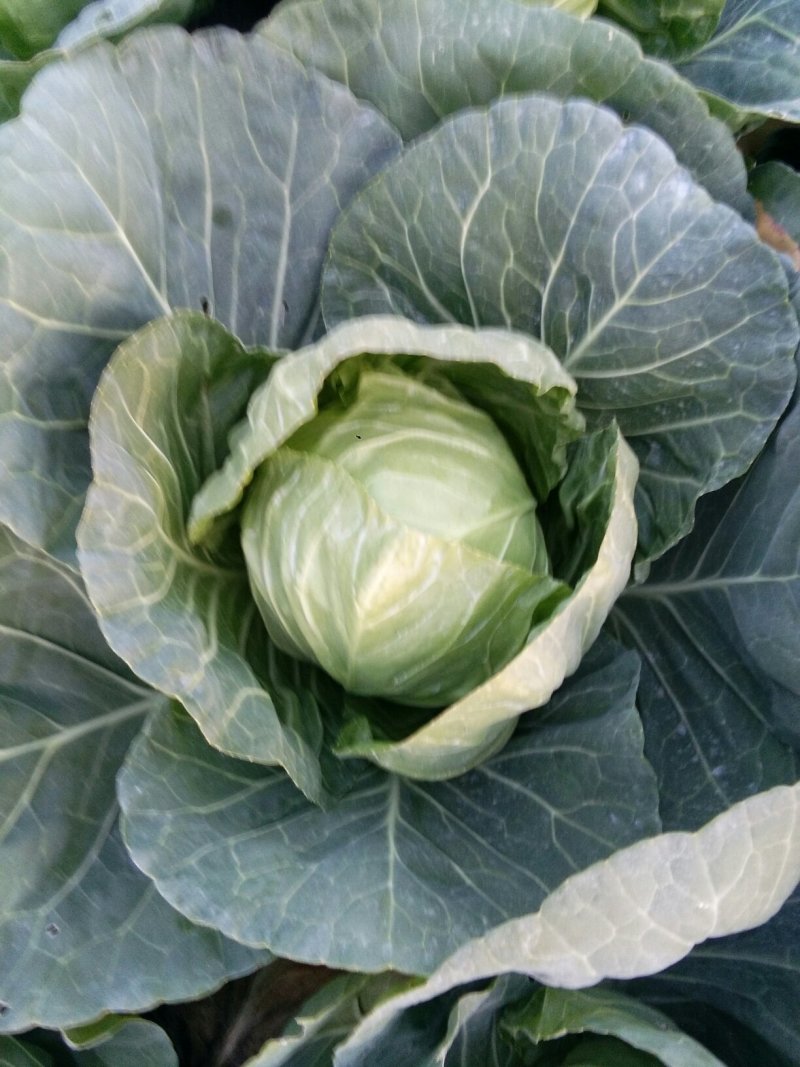 甘蓝，包菜1一2斤