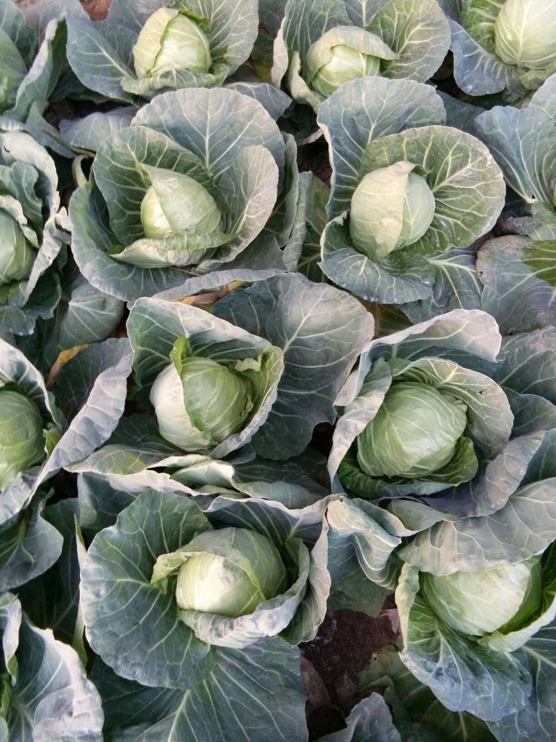 甘蓝，包菜1一2斤