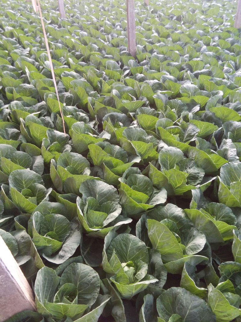 甘蓝，包菜1一2斤
