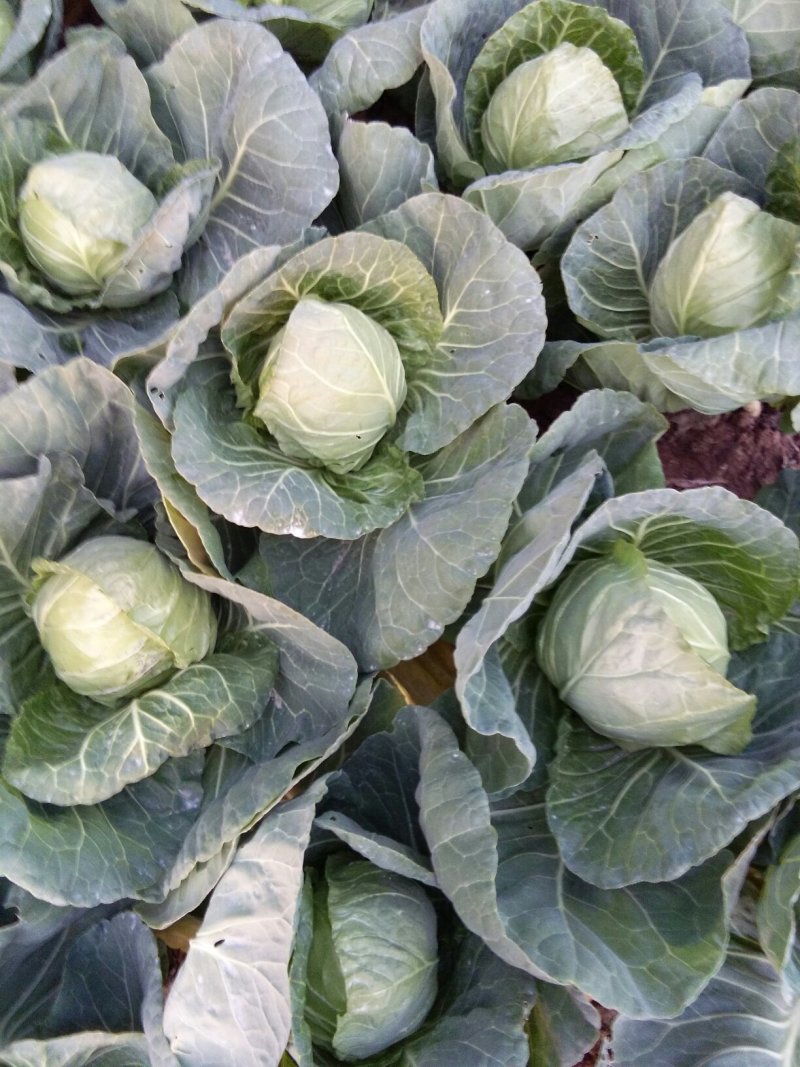 甘蓝，包菜1一2斤
