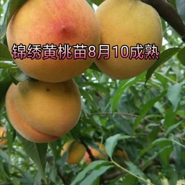 锦绣黄桃树苗黄金蜜1号徽黄1号桃树苗黄桃苗