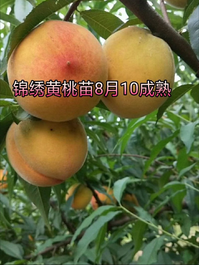 锦绣黄桃树苗黄金蜜1号徽黄1号桃树苗黄桃苗