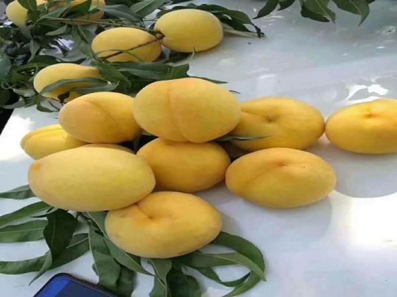 锦绣黄桃树苗黄金蜜1号徽黄1号桃树苗黄桃苗