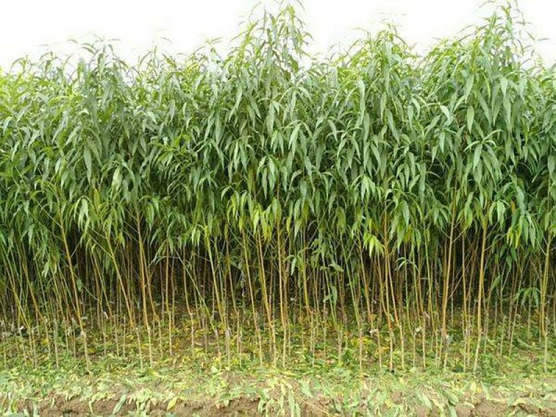 锦绣黄桃树苗黄金蜜1号徽黄1号桃树苗黄桃苗