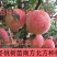 锦绣黄桃树苗黄金蜜1号徽黄1号桃树苗黄桃苗