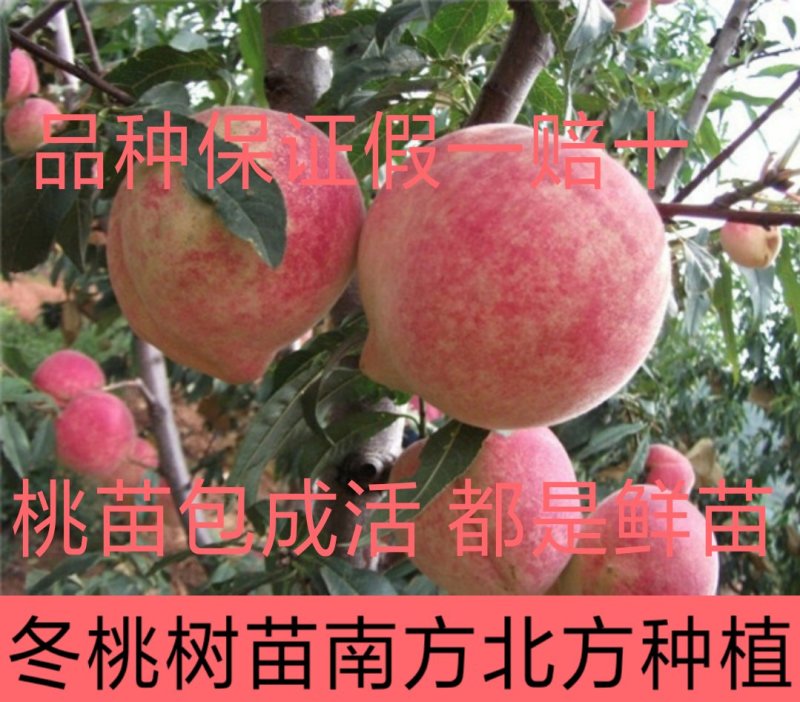锦绣黄桃树苗黄金蜜1号徽黄1号桃树苗黄桃苗