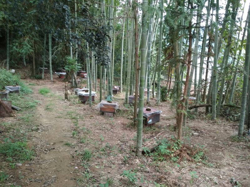 中蜂