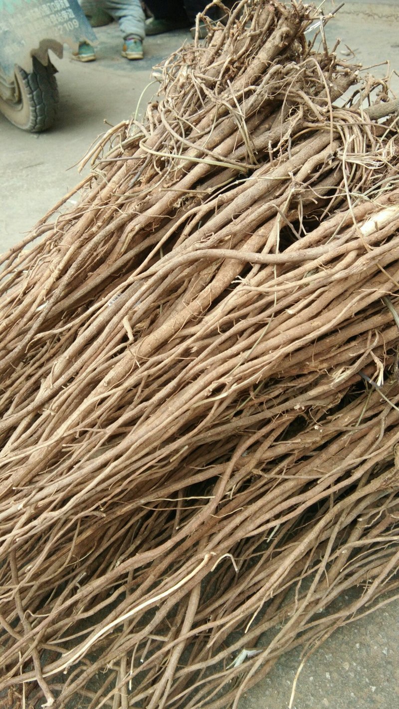 千斤拔/种植千斤拔/千斤拔干货/干货千斤拔/产地直发