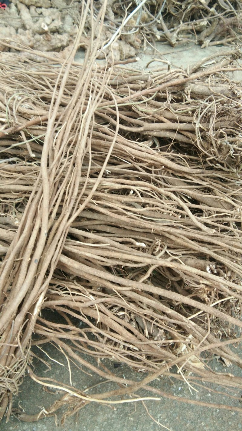 千斤拔/种植千斤拔/千斤拔干货/干货千斤拔/产地直发