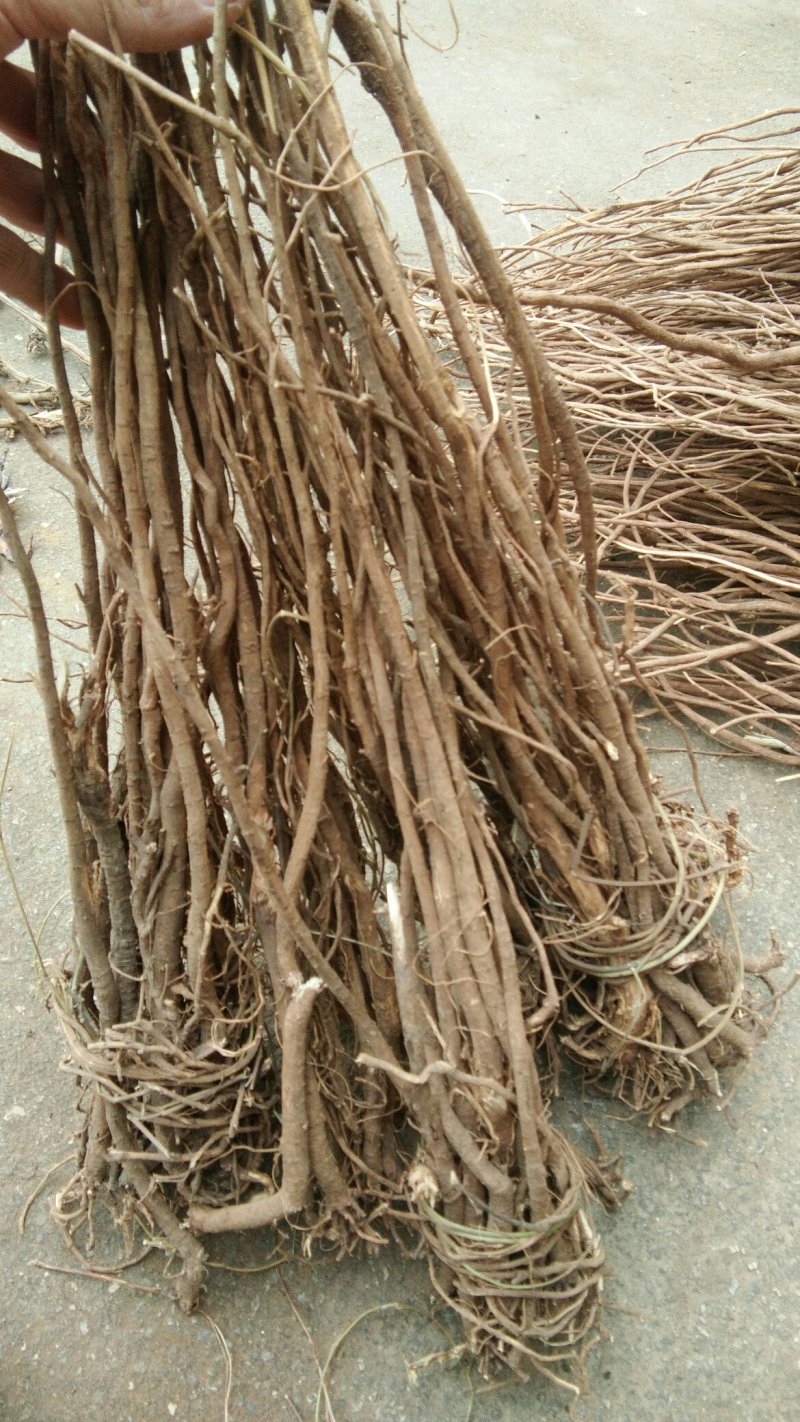 千斤拔/种植千斤拔/千斤拔干货/干货千斤拔/产地直发