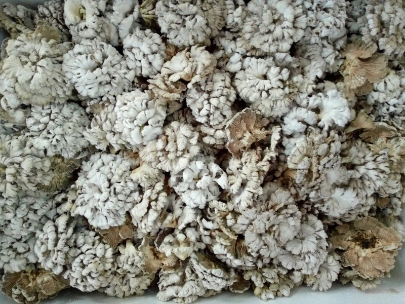 各种菌子干活冻货都有