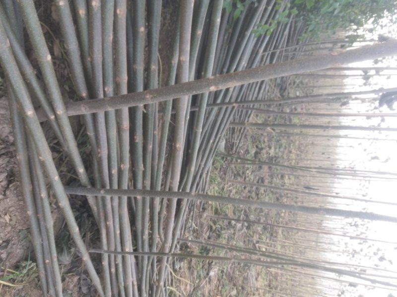泡桐2-6公分规格齐全价格优惠河南货源