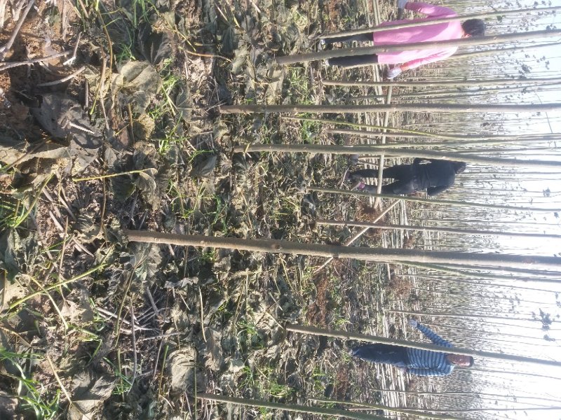 泡桐2-6公分规格齐全价格优惠河南货源