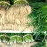 阜南分葱大葱产地，质量好价格便宜现大量上市