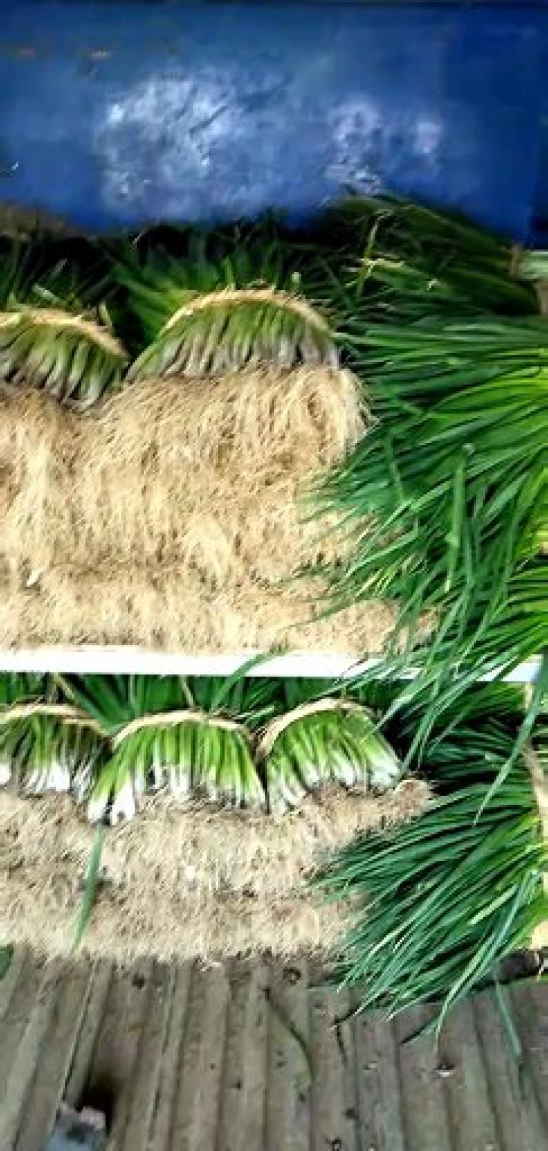 阜南分葱大葱产地，质量好价格便宜现大量上市