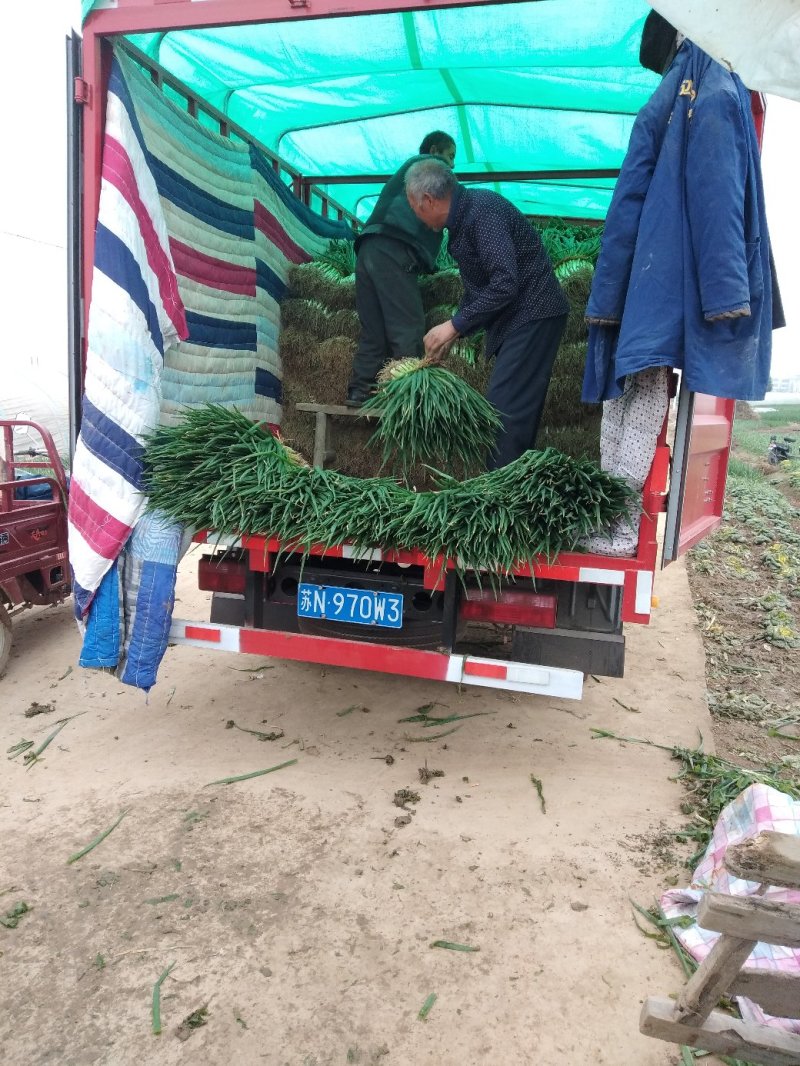 阜南分葱大葱产地，质量好价格便宜现大量上市