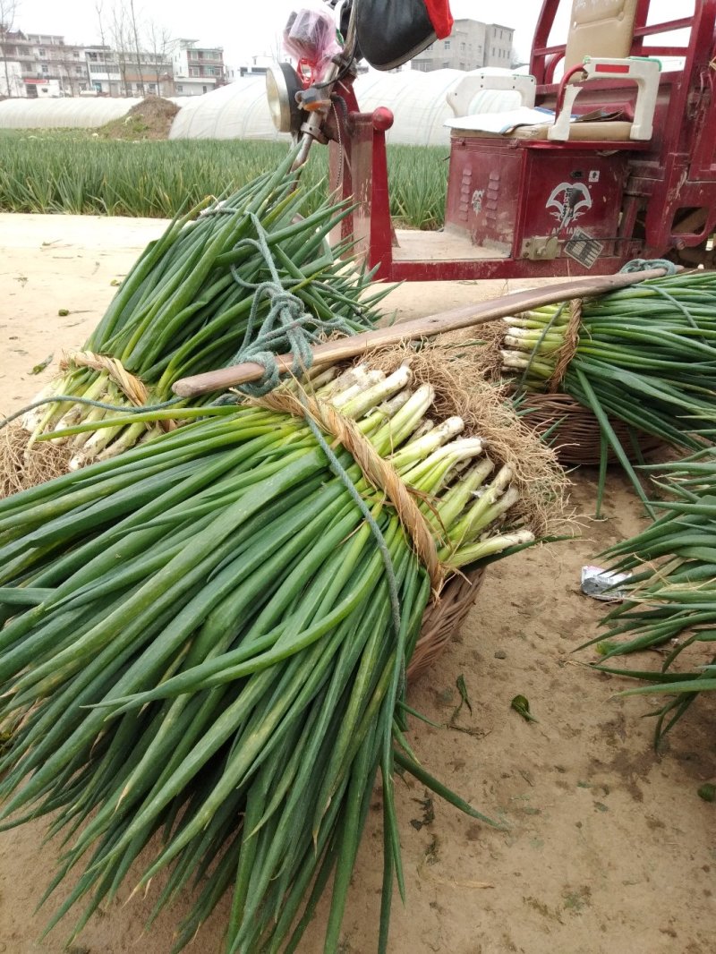 阜南分葱大葱产地，质量好价格便宜现大量上市