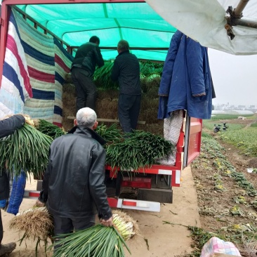 阜南分葱大葱产地，质量好价格便宜现大量上市