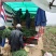 阜南分葱大葱产地，质量好价格便宜现大量上市