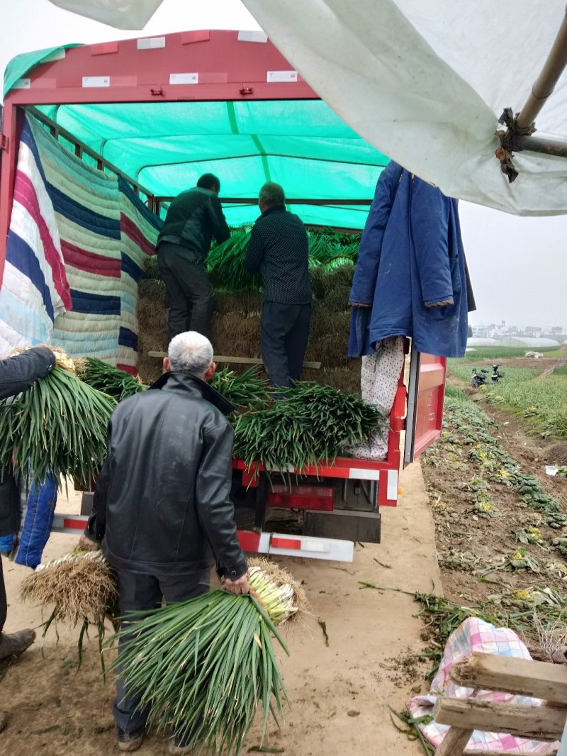 阜南分葱大葱产地，质量好价格便宜现大量上市