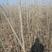 大叶杨树苗高度2米-4米规格齐全价格优惠