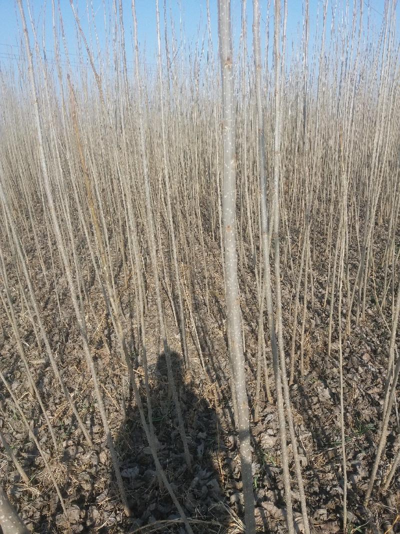 大叶杨树苗高度2米-4米规格齐全价格优惠