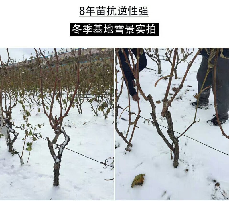 嫁接蓝宝石葡萄苗南方北方种植盆栽爬藤地栽当年结果葡萄树
