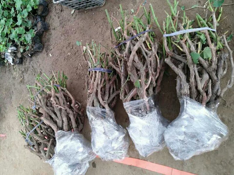 嫁接蓝宝石葡萄苗南方北方种植盆栽爬藤地栽当年结果葡萄树