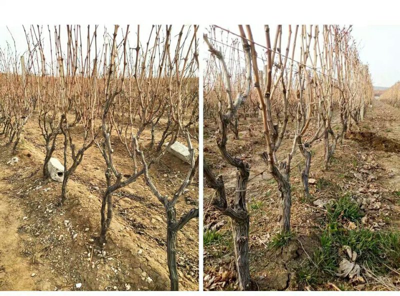 嫁接蓝宝石葡萄苗南方北方种植盆栽爬藤地栽当年结果葡萄树