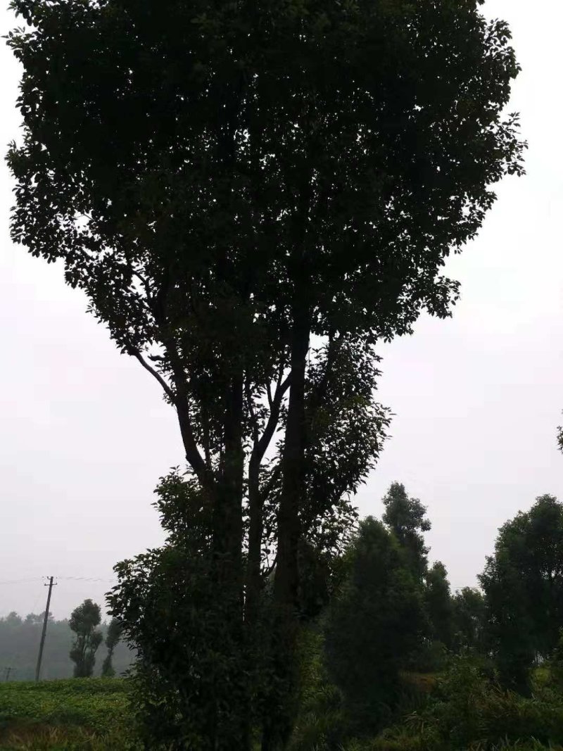 丛生香樟
