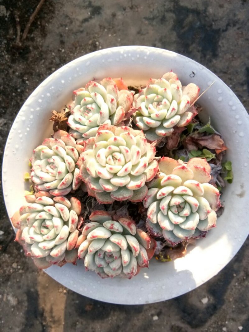 火炬，，白鸡莲