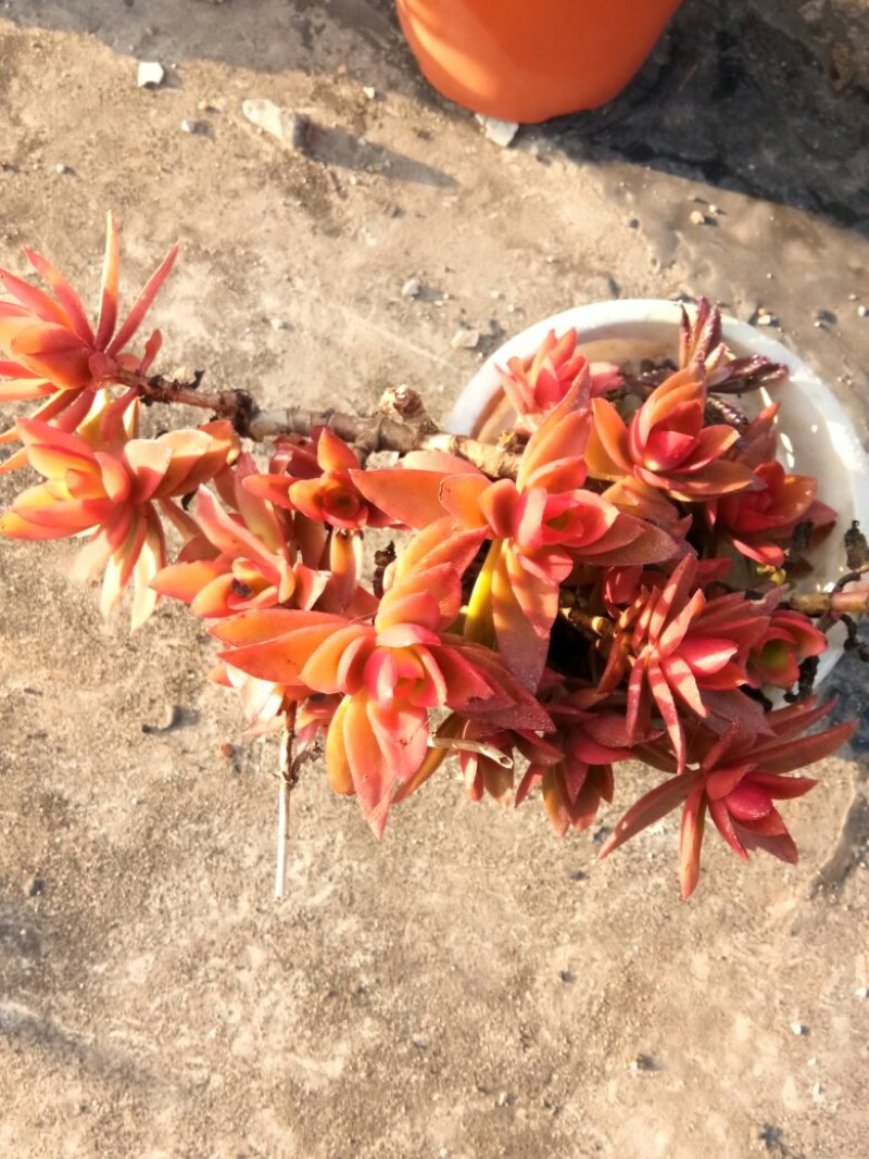 火炬，，白鸡莲