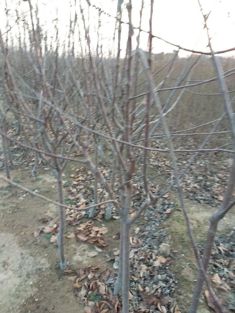 苹果树苗，大苹果树，用于占地用苗，建果园，绿化树苗