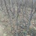 苹果树苗，大苹果树，用于占地用苗，建果园，绿化树苗