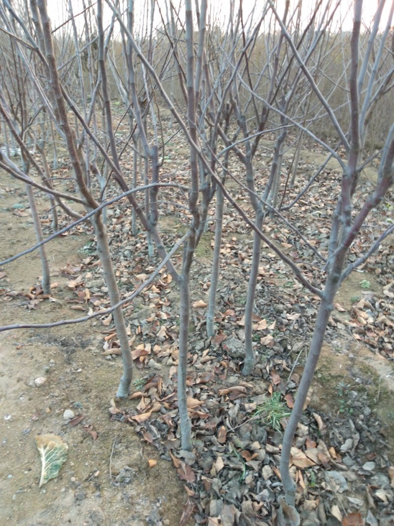 苹果树苗，大苹果树，用于占地用苗，建果园，绿化树苗