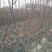 苹果树苗，大苹果树，用于占地用苗，建果园，绿化树苗