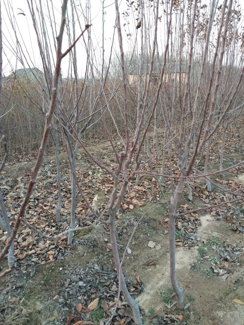 苹果树苗，大苹果树，用于占地用苗，建果园，绿化树苗