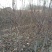 苹果树苗，大苹果树，用于占地用苗，建果园，绿化树苗