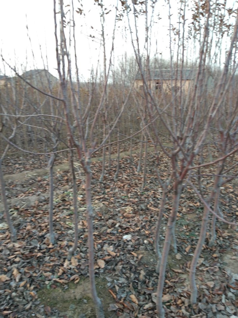 苹果树苗，大苹果树，用于占地用苗，建果园，绿化树苗
