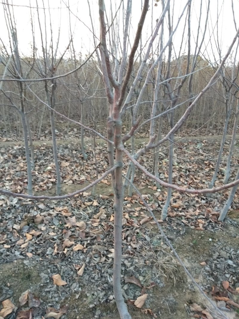 苹果树苗，大苹果树，用于占地用苗，建果园，绿化树苗