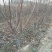 苹果树苗，大苹果树，用于占地用苗，建果园，绿化树苗
