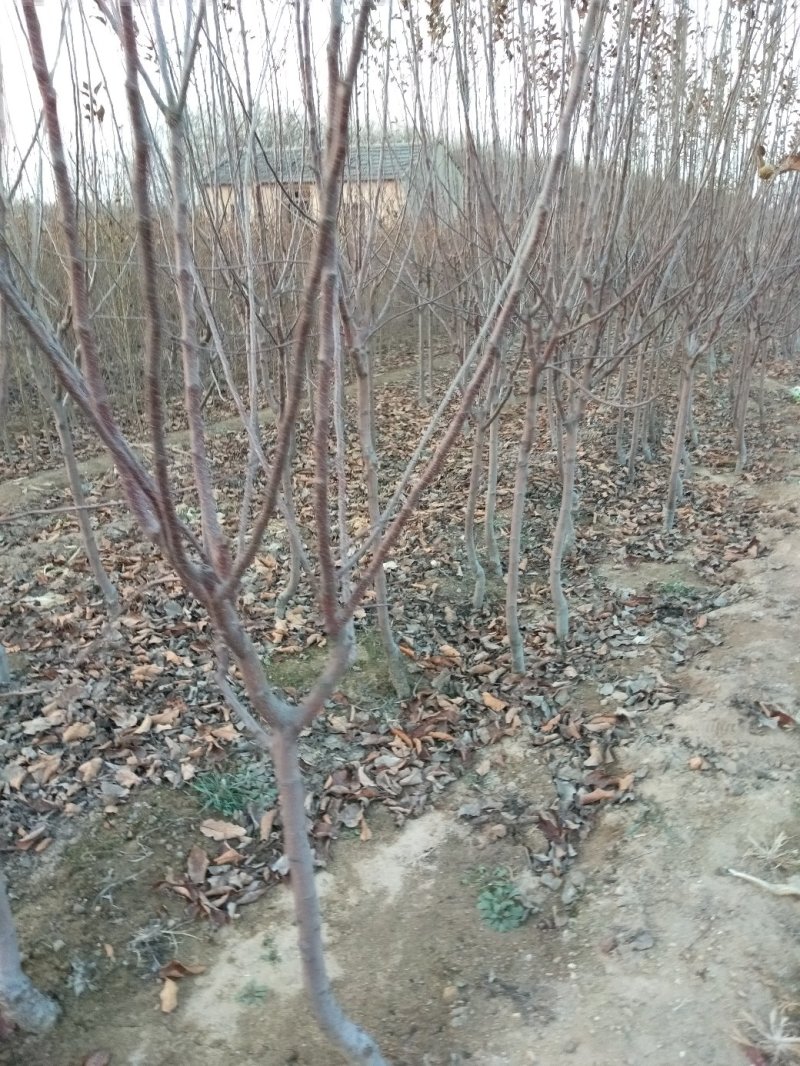 苹果树苗，大苹果树，用于占地用苗，建果园，绿化树苗