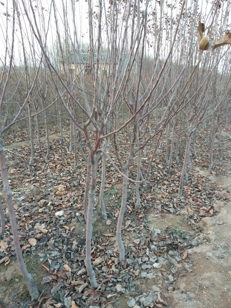 苹果树苗，大苹果树，用于占地用苗，建果园，绿化树苗