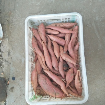 小烟薯25条形好，果面干净色泽红润