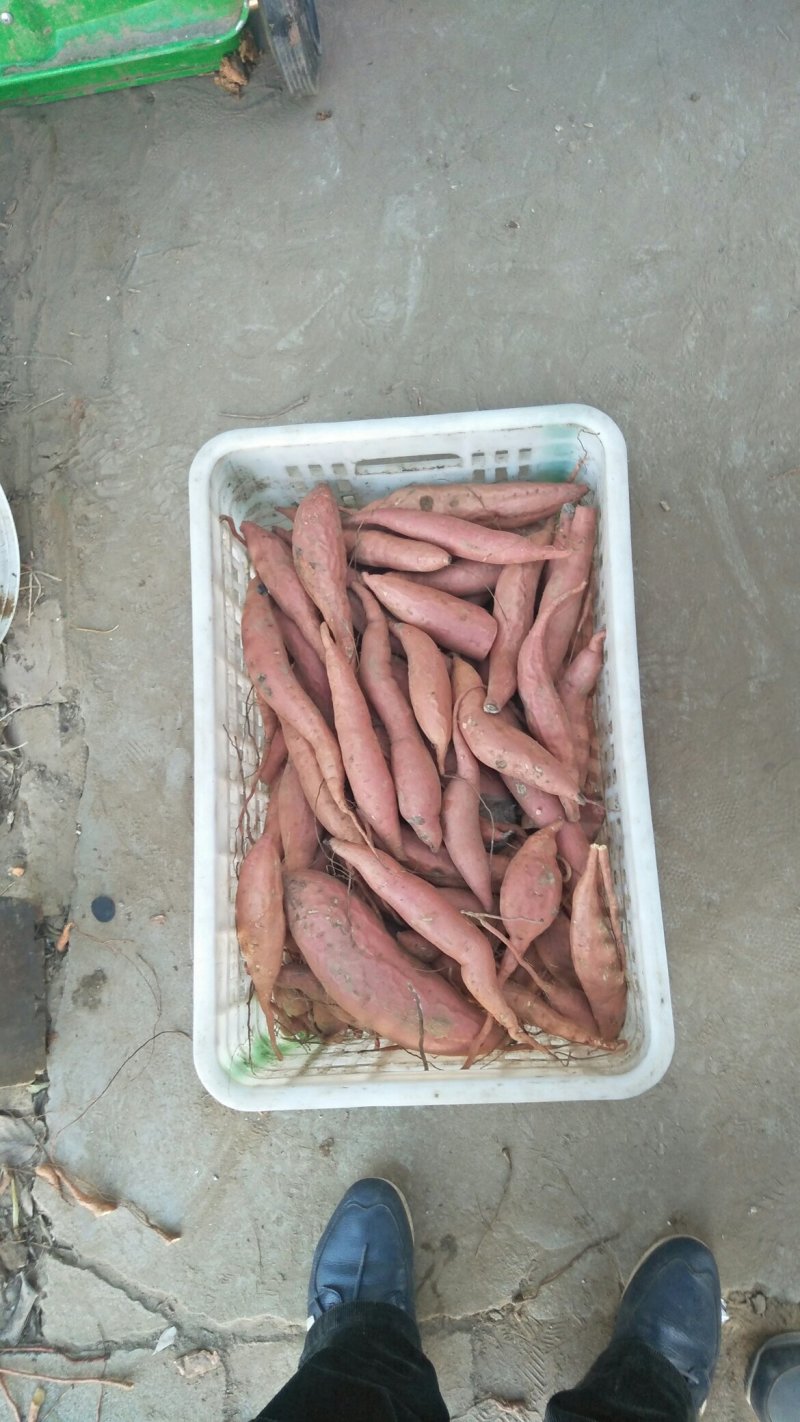 小烟薯25条形好，果面干净色泽红润