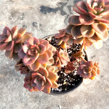 巧克力方砖